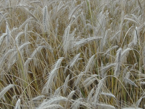 Winter Rye Food Plot Seed