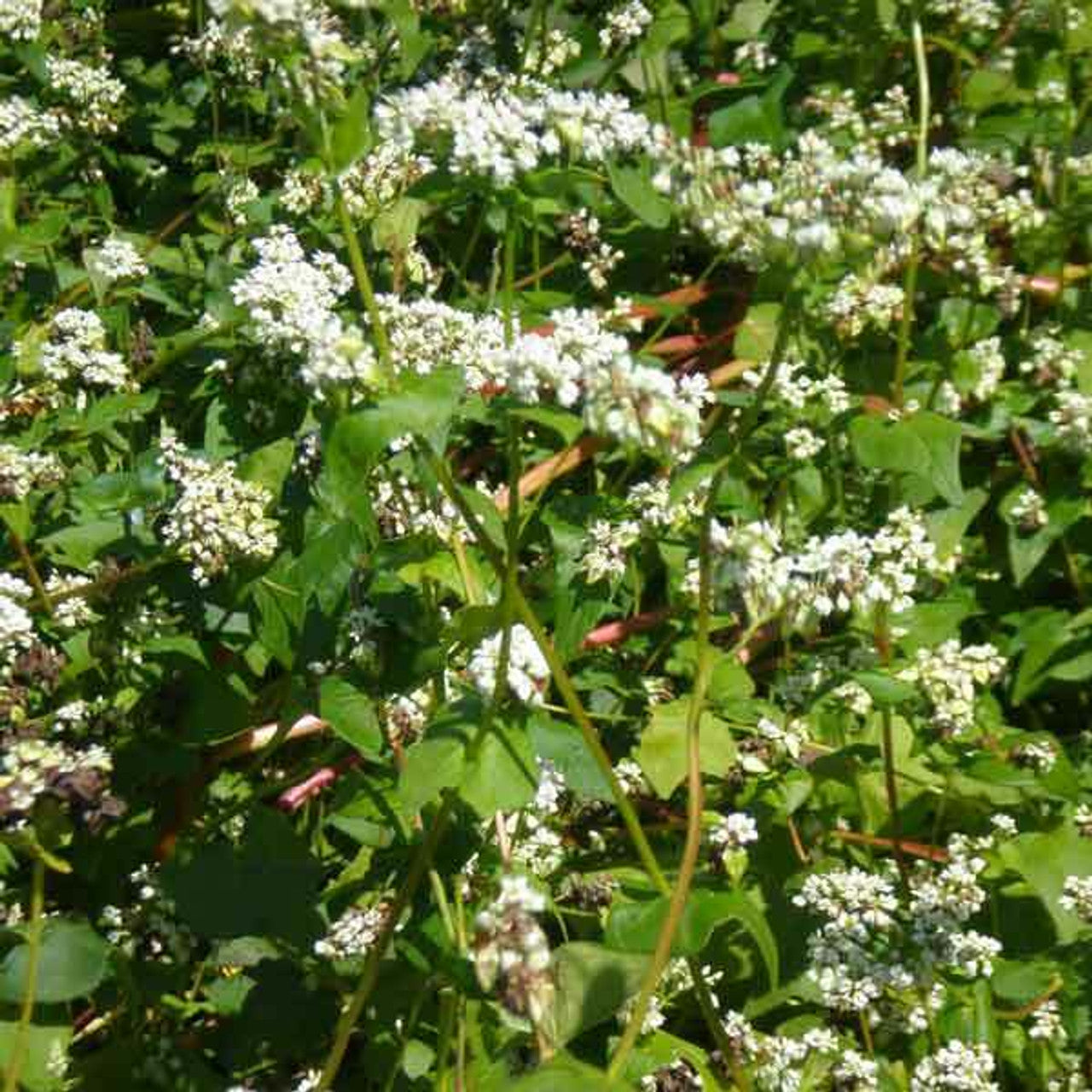 Buckwheat Seed