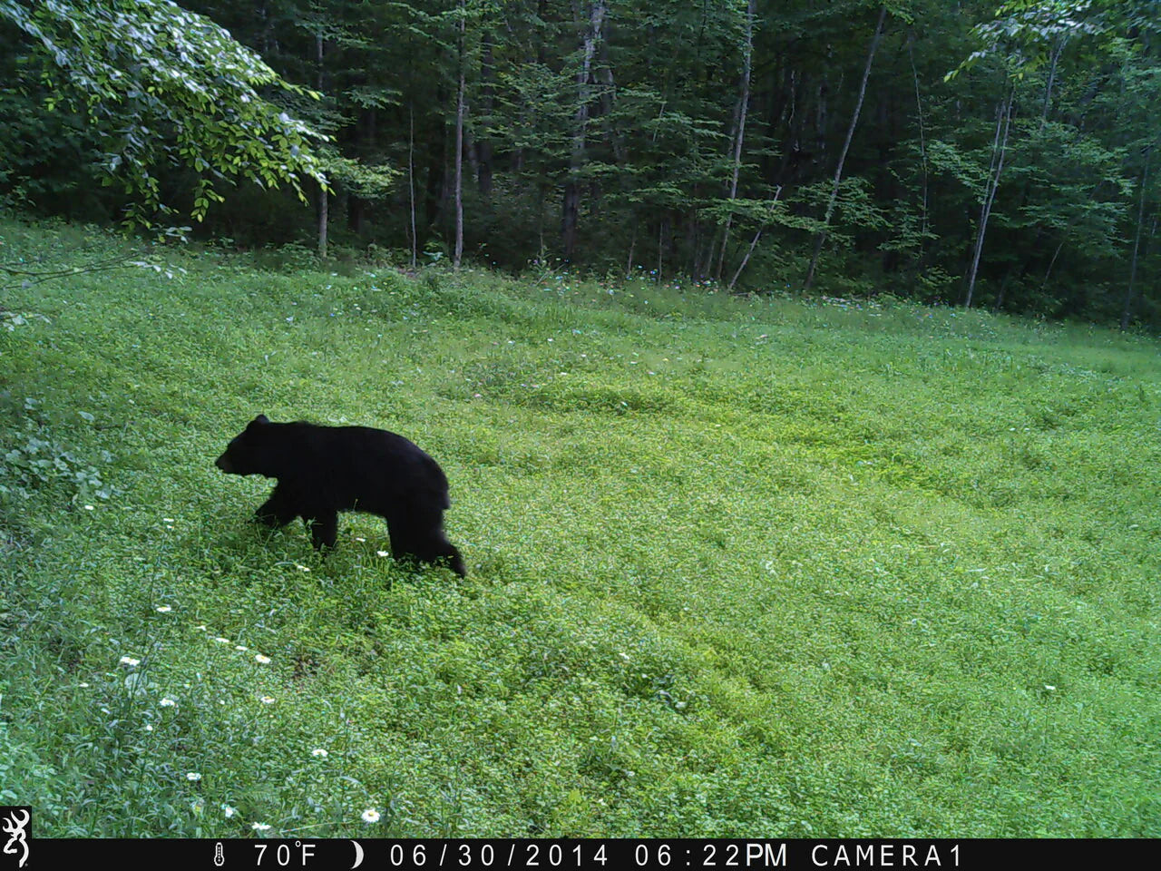 Northern Premium Mix Food Plot Seed