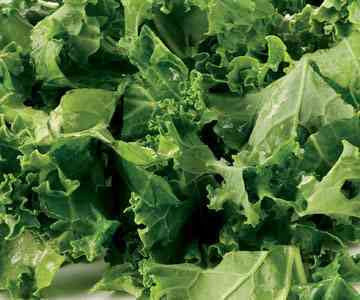 Forage Kale Food Plot Seed