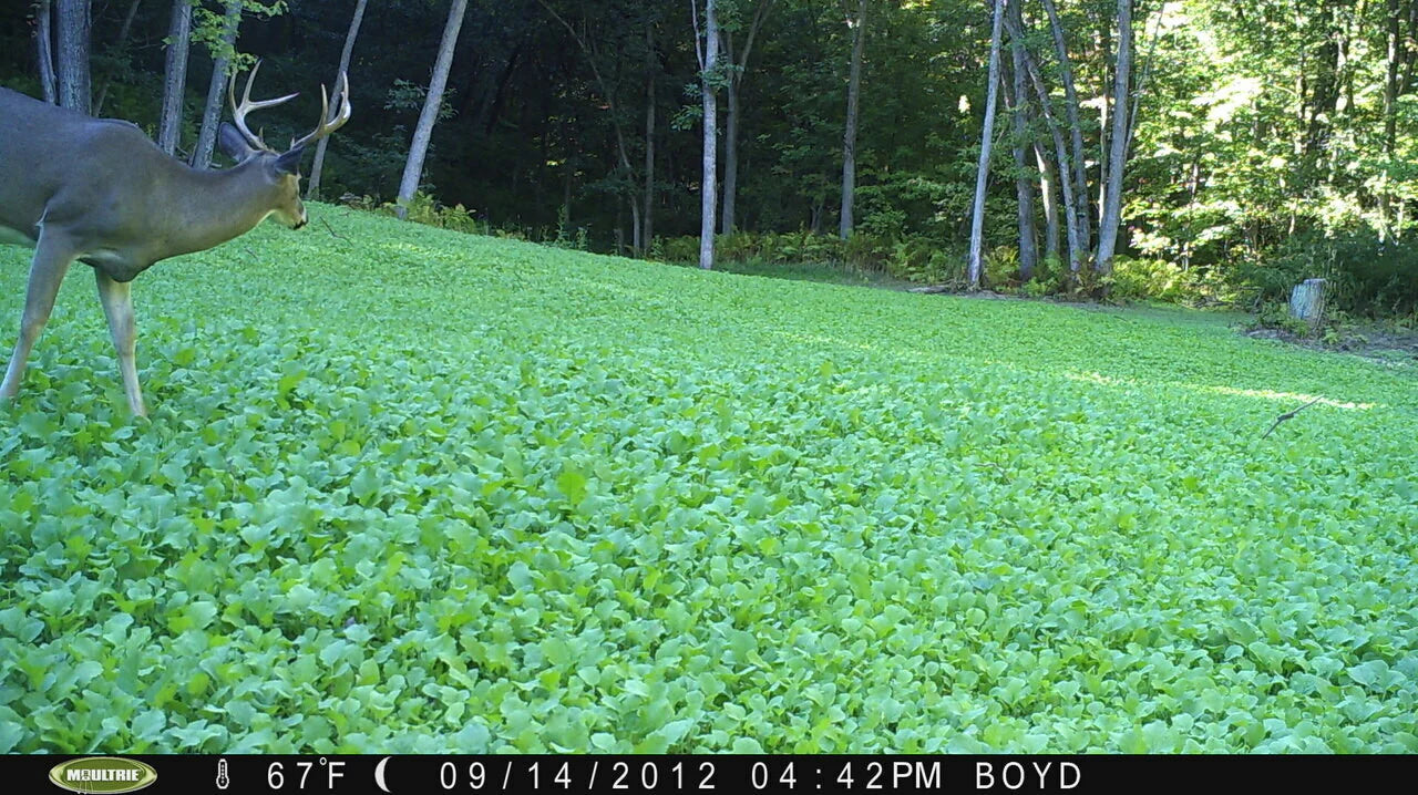 Forage Turnip Food Plot Seed