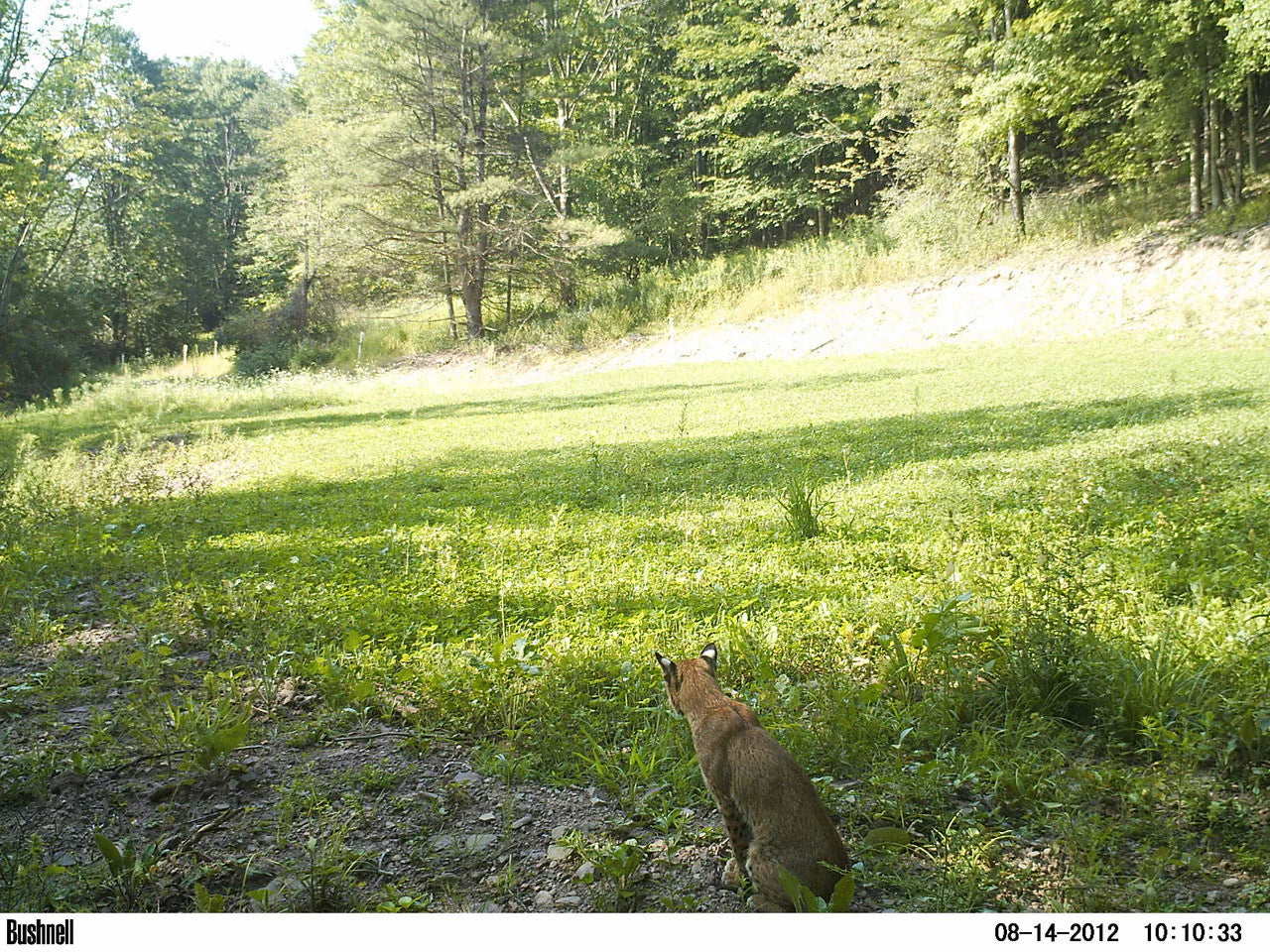 Annual and Perennial Mix Food Plot Seed