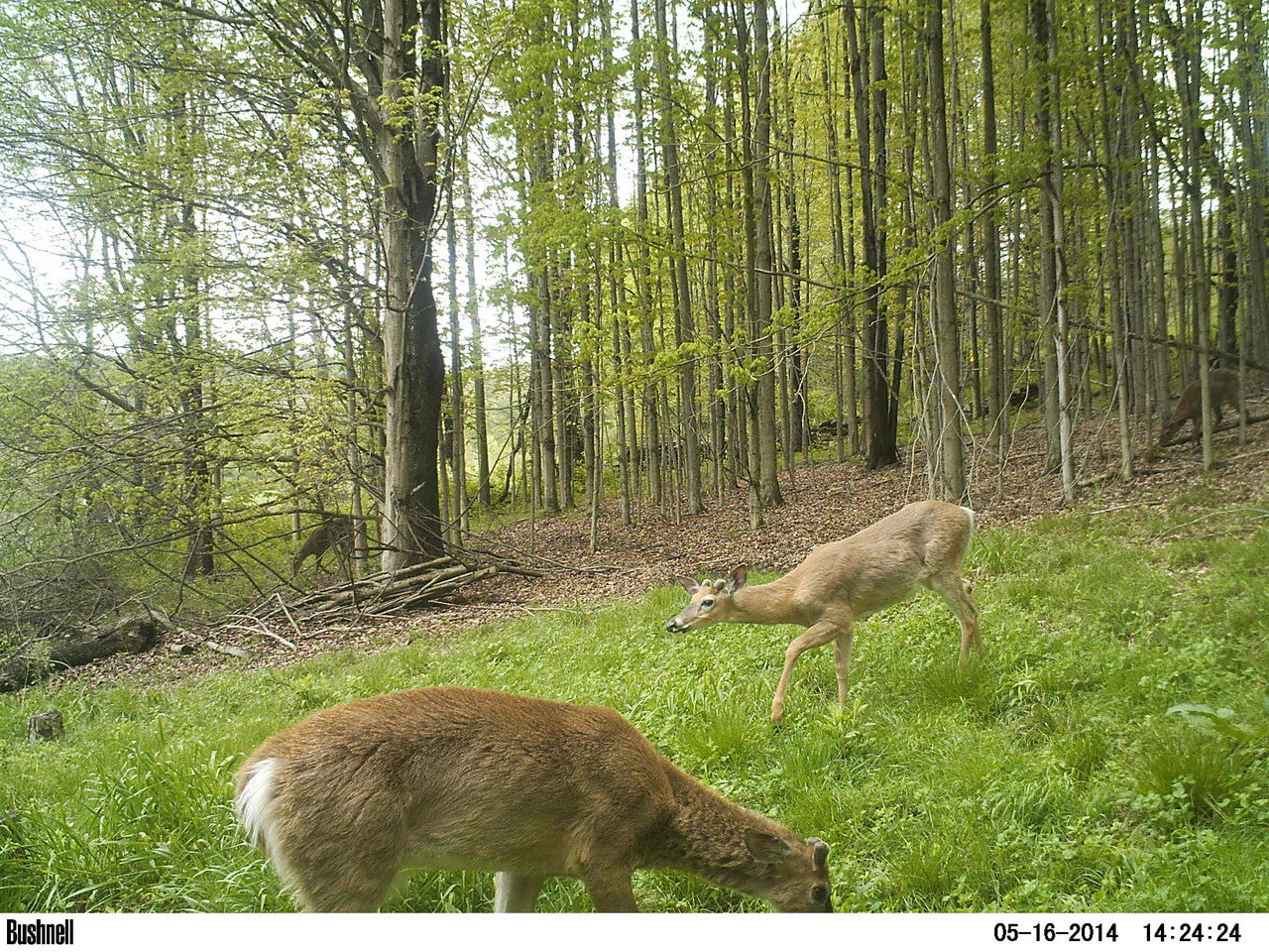 Northern Premium Mix Food Plot Seed