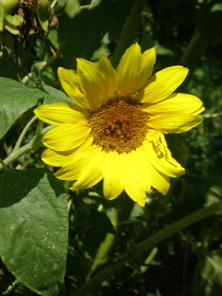 Peredovik Sunflower Seeds