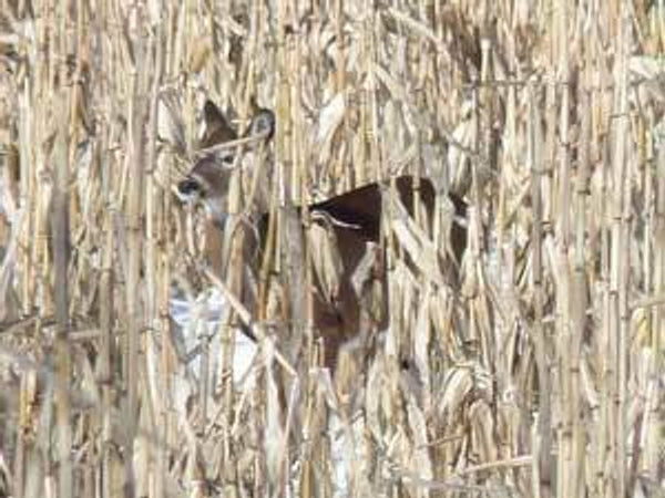 deer corn seeds for planting food plot seed, corn, wildlife corn – Elk Mound Seed
