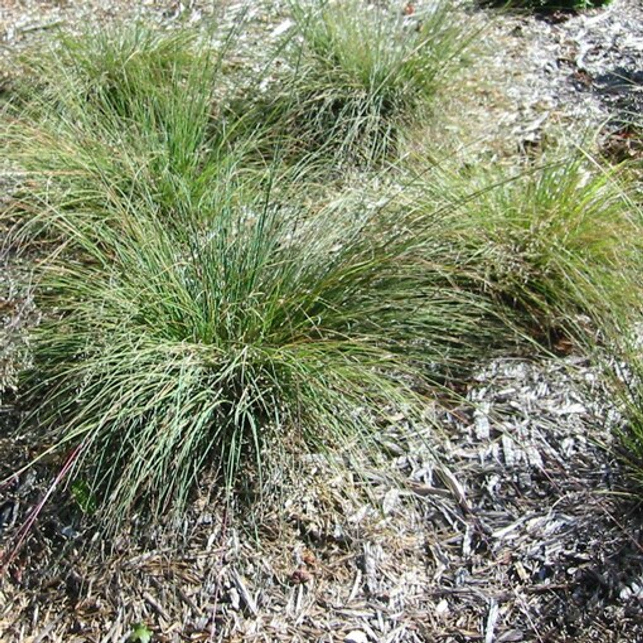 Prairie Dropseed (Sporobolus heterolepis)