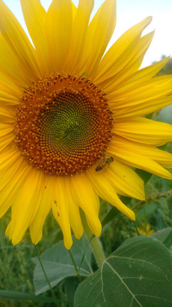 Peredovik Sunflower Seeds