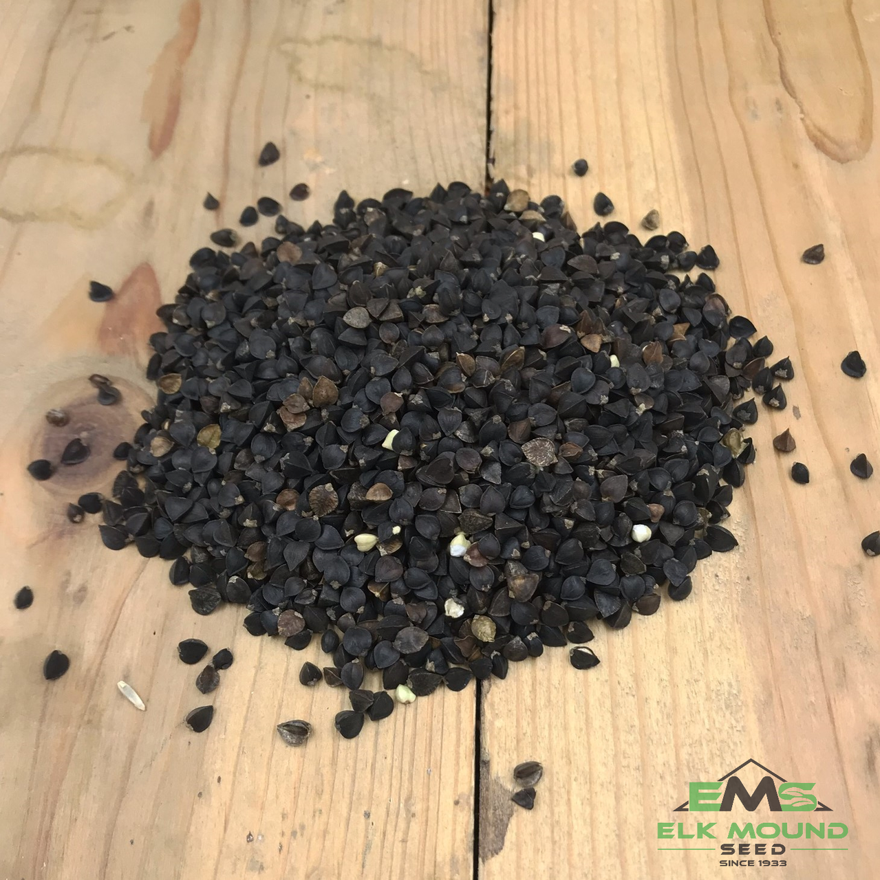 Buckwheat Seed