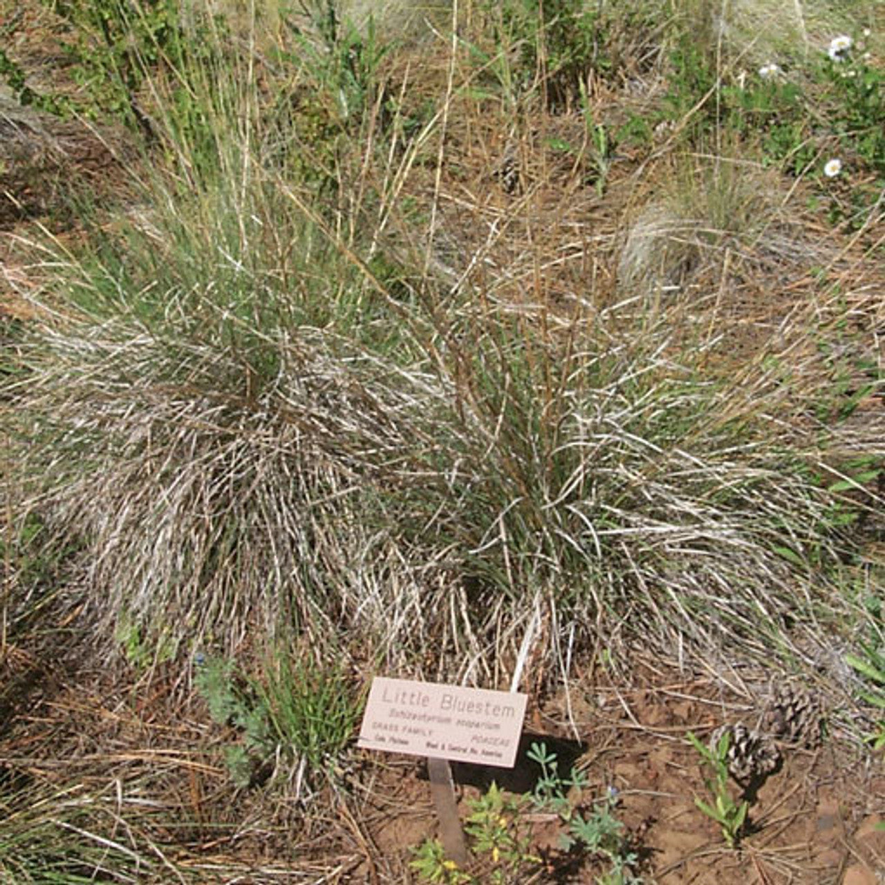 Little Bluestem Seed (Schizachyrium scoparium)
