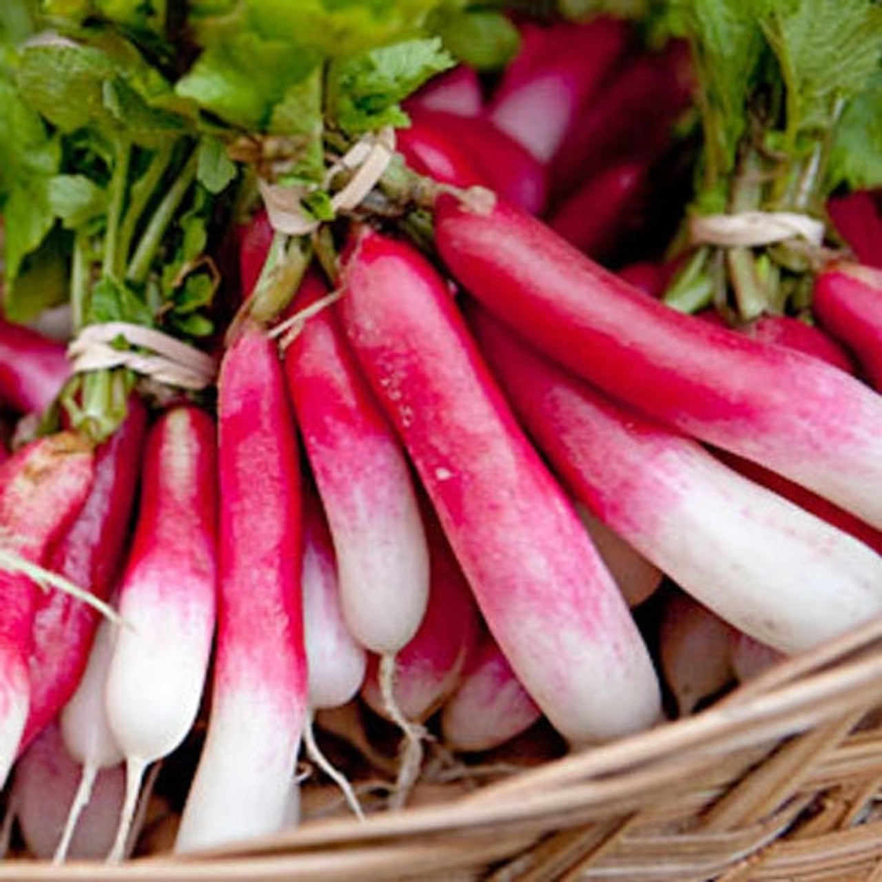 French Breakfast Radish Seed