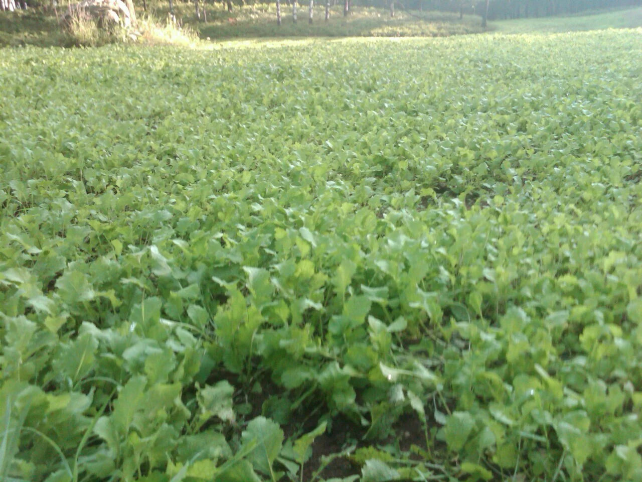 Forage Turnip Food Plot Seed