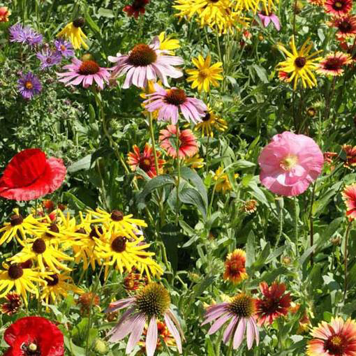 Bee Feed Seed Mix