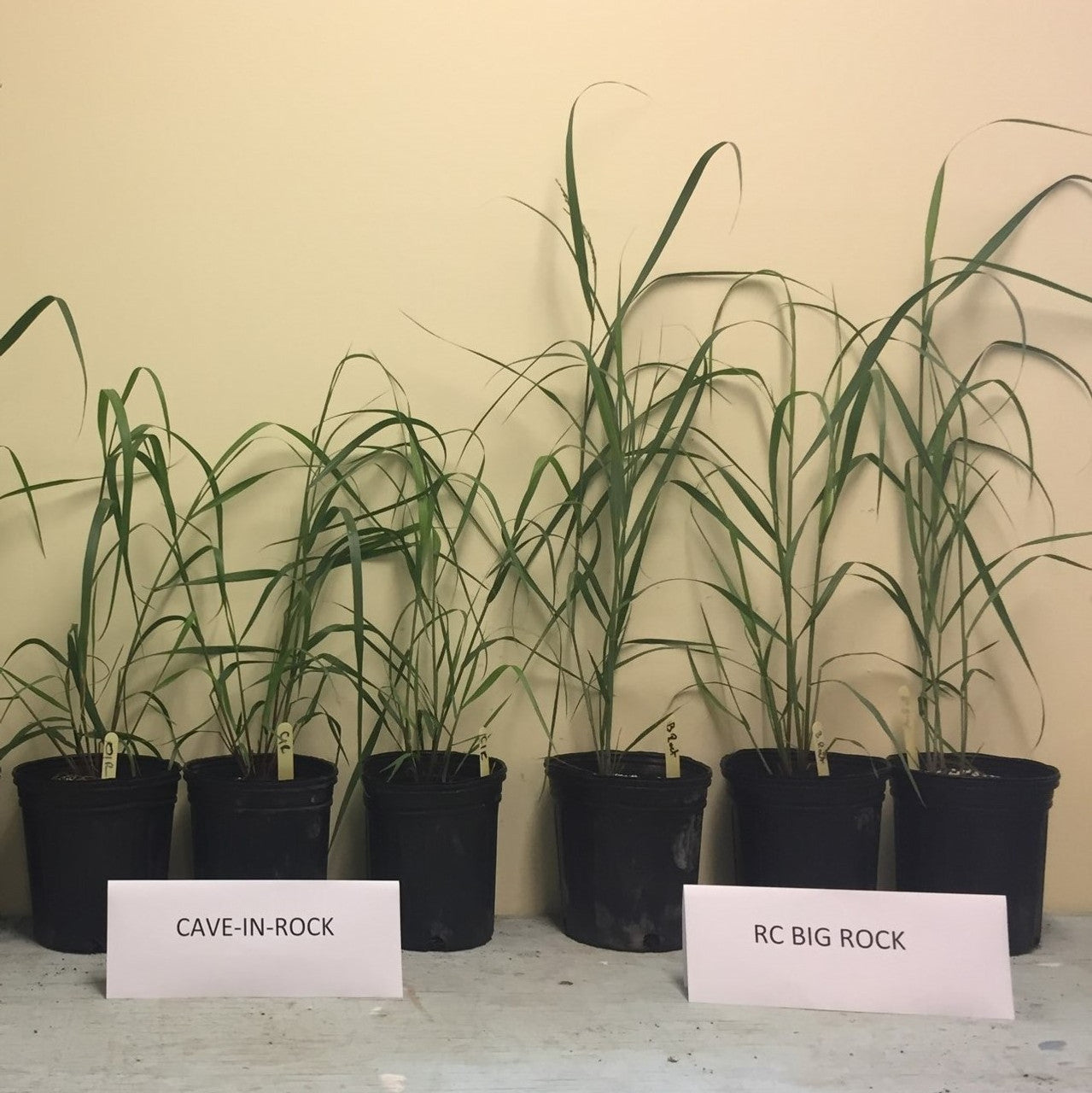 RC Big Rock Switchgrass Seed (Panicum virgatum)