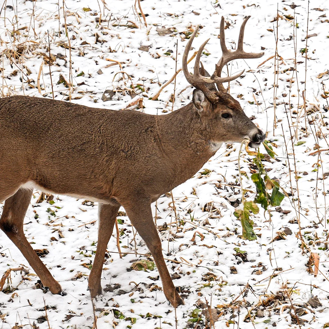 Rut Greens PLUS Cold Climate