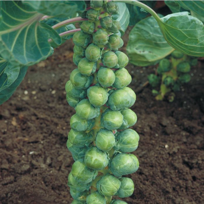 Brussel Sprouts Seed