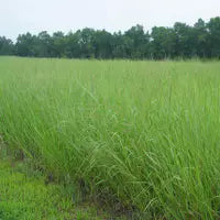 Cave In Rock Switchgrass