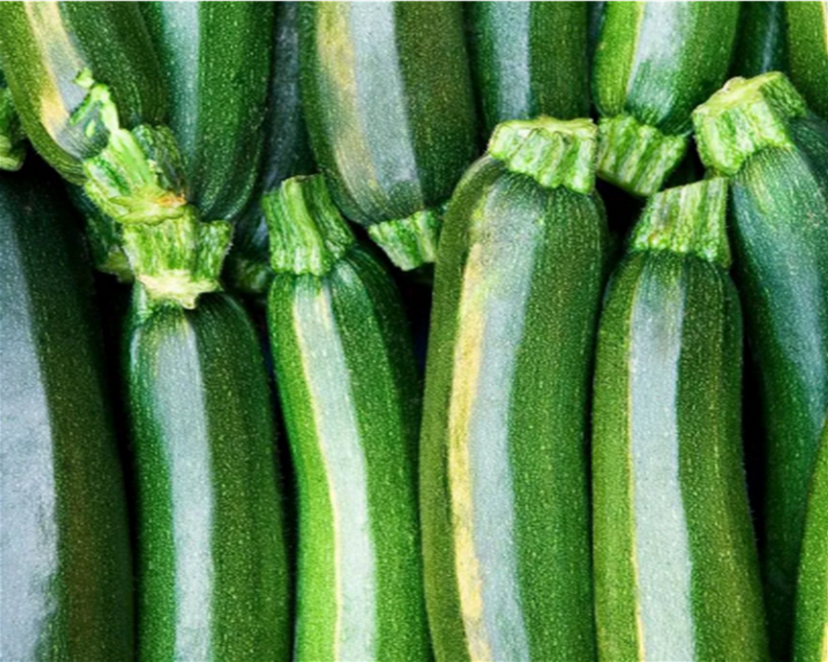 Dark Green Zucchini Squash, classic summer squash, glossy dark green ...