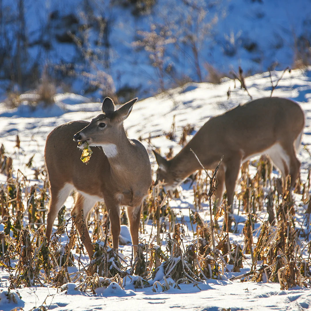 Rut Greens Cold Climate