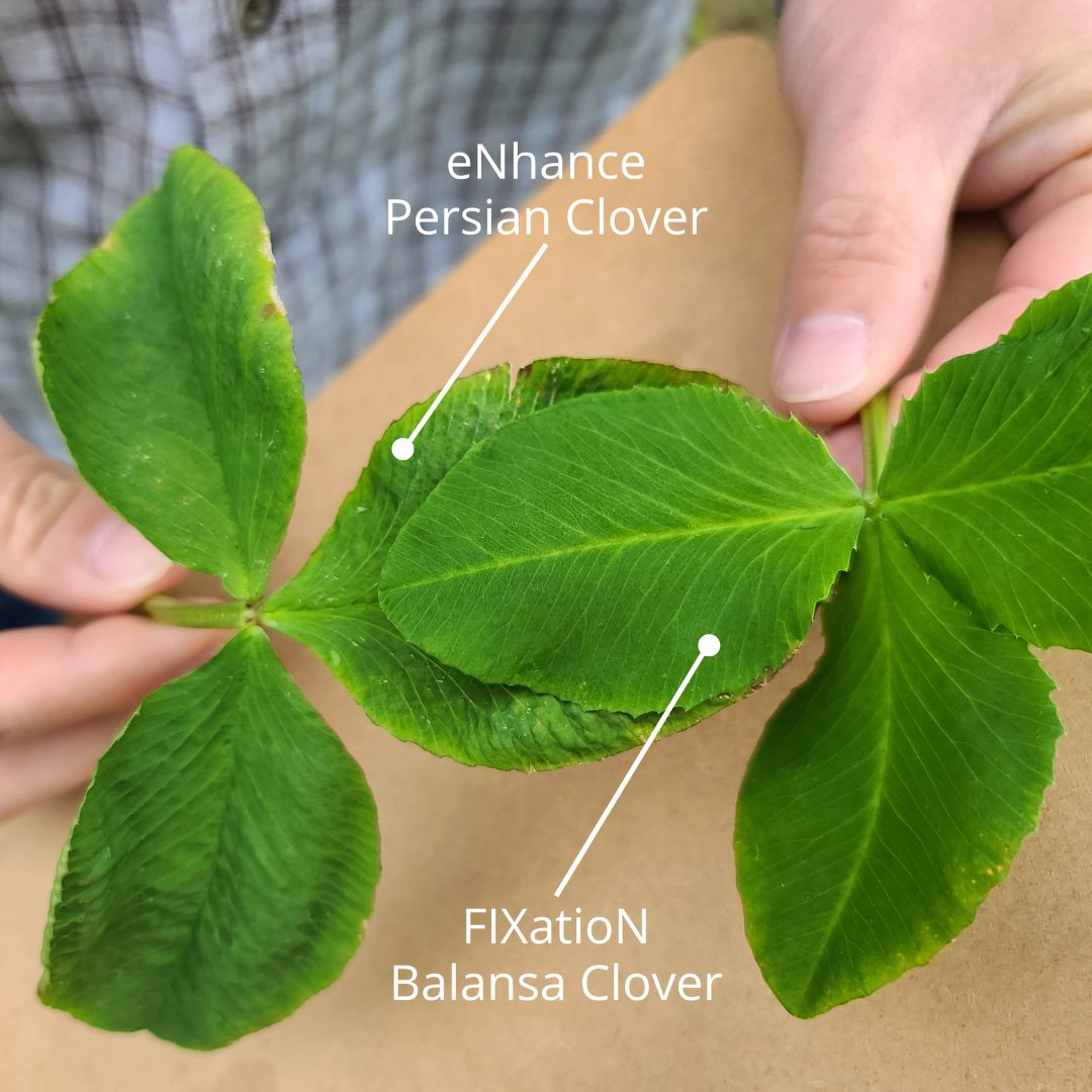 eNhance Persian Clover Seed