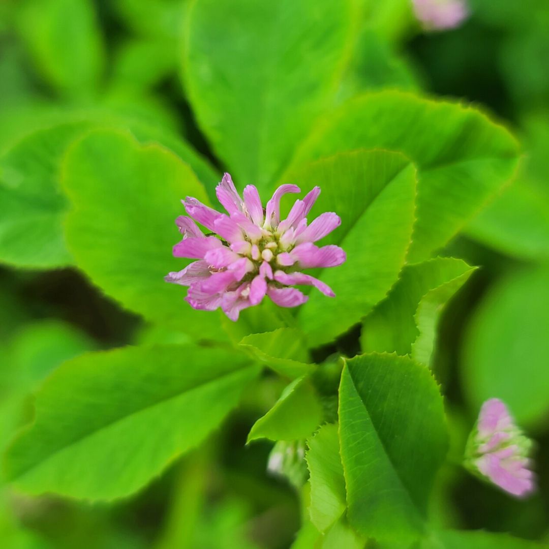 eNhance Persian Clover Seed