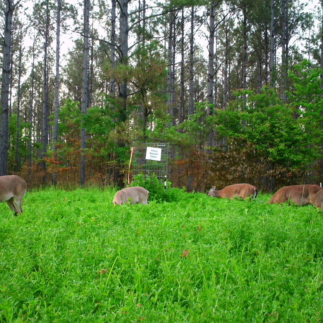 Frosty Berseem Clover Food Plot Seed