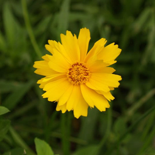 Lanceleaf Coreopsis, 1 oz