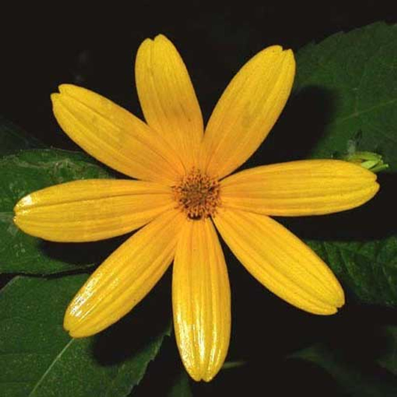 Ox-Eye Sunflower Seed (Heliopsis helianthoides)