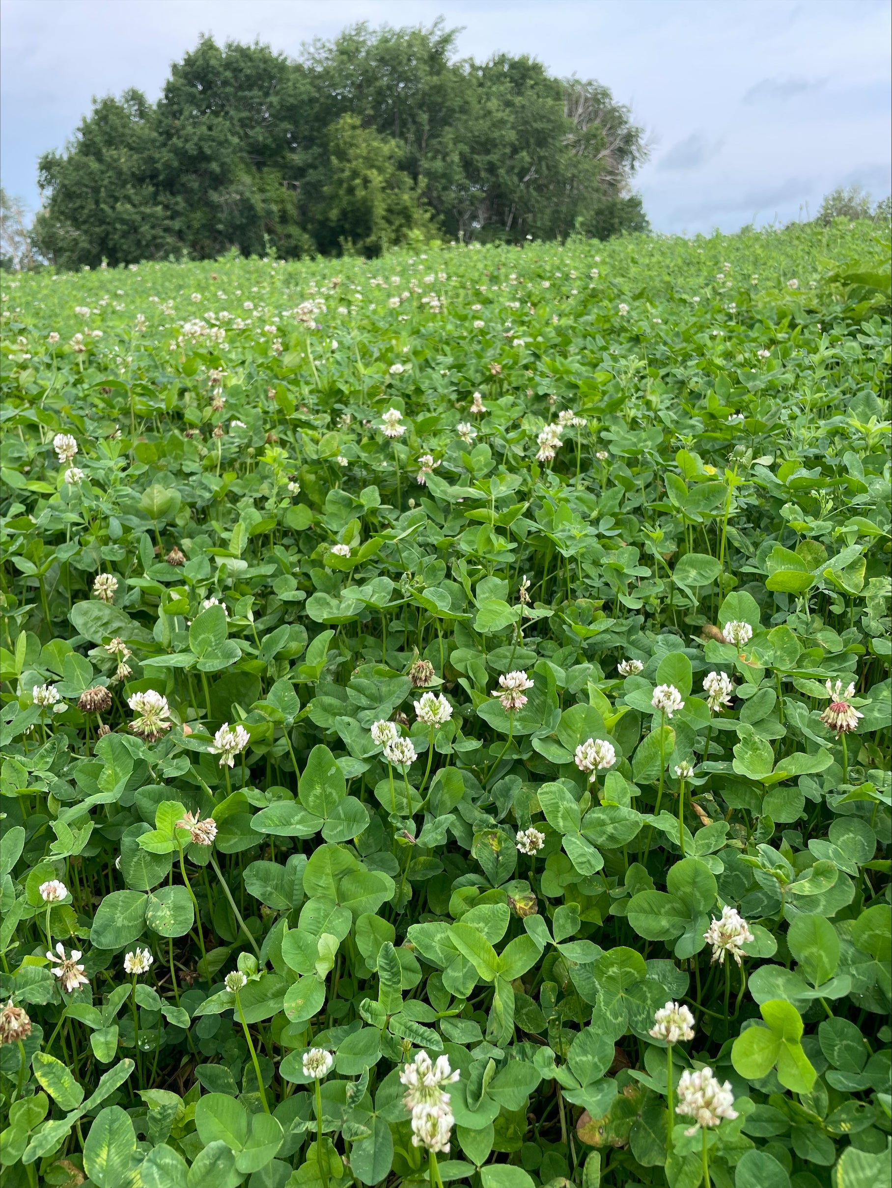 Clover Blend Food Plot Seed