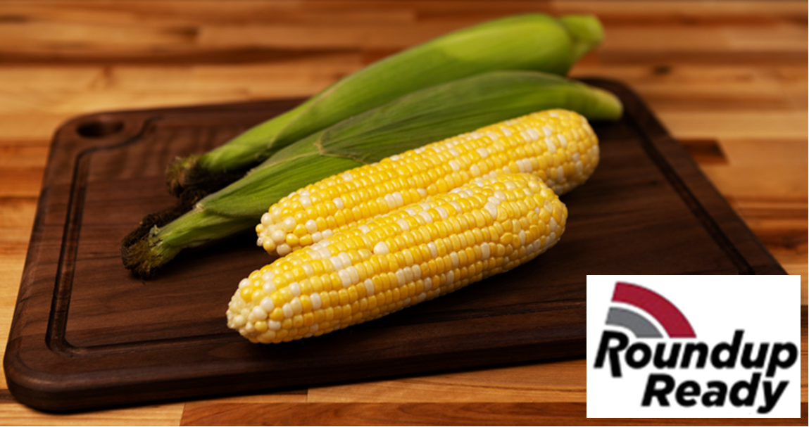 *Revision Attribute II Sweet Corn (Roundup Ready)