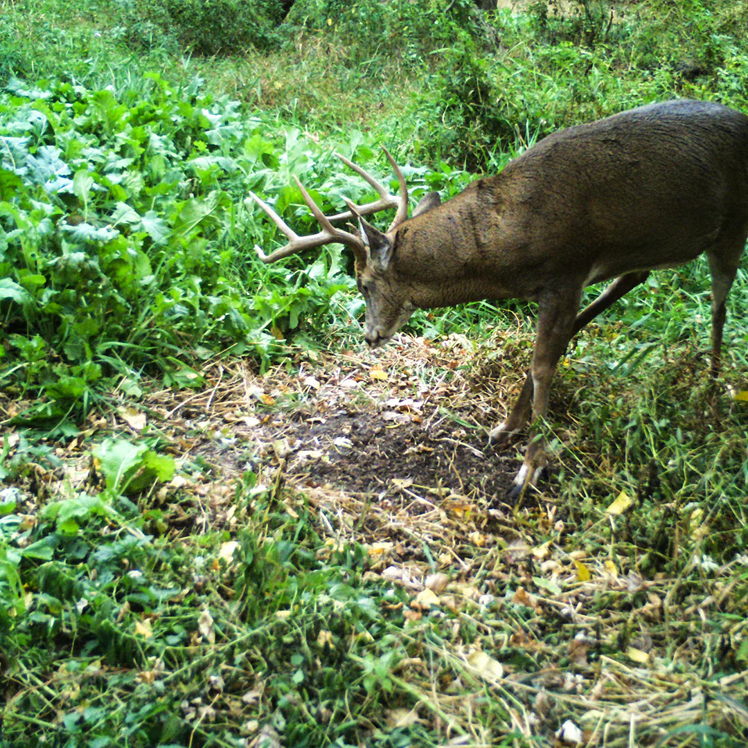 Rut Greens PLUS Cold Climate