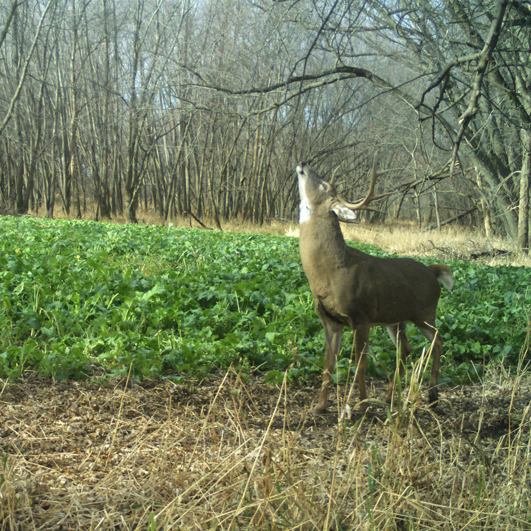 Rut Greens PLUS Cold Climate