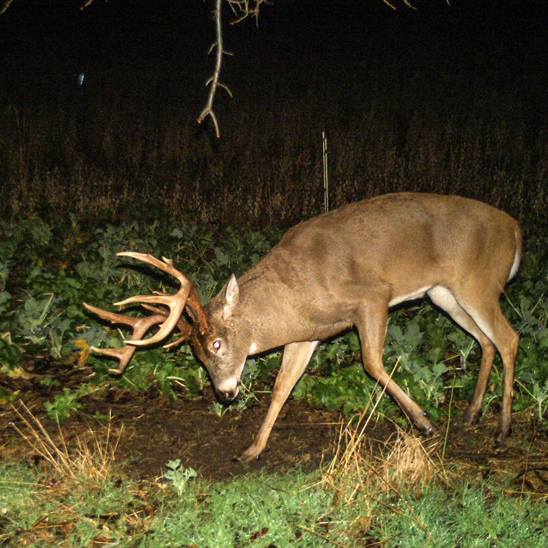 Rut Greens Cold Climate