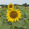 Peredovik Black Oil Sunflowers