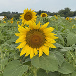 Peredovik Black Oil Sunflowers