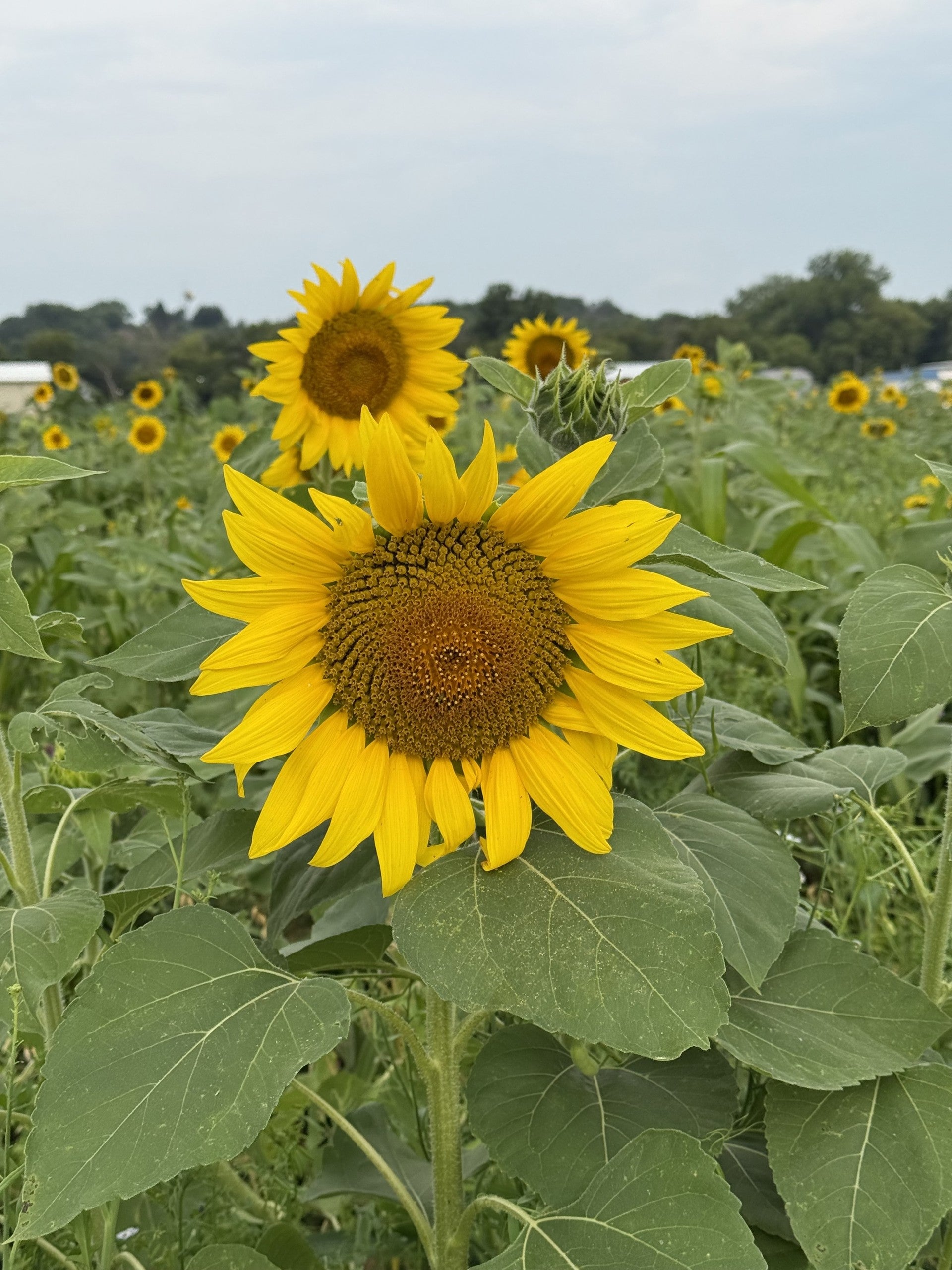 Peredovik Black Oil Sunflowers
